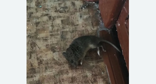 Дезинфекция от мышей в Екатеринбурге
